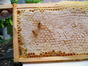 Covered honey